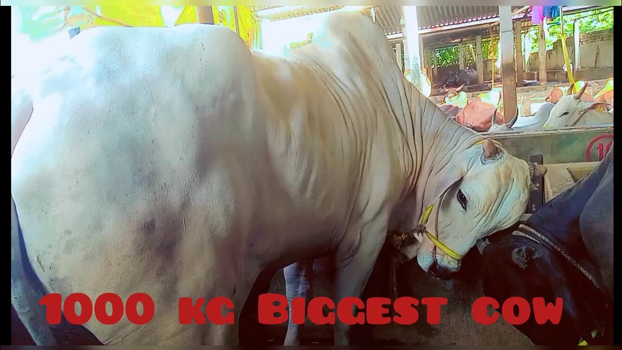 🔥Kolkata's 🔥 Most Biggest And Heaviest cow 🔥Sultan🔥of Rahman Dairy Farm 2024