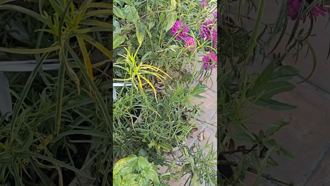 update when nature takes care of itself ladybugs do the work for you.