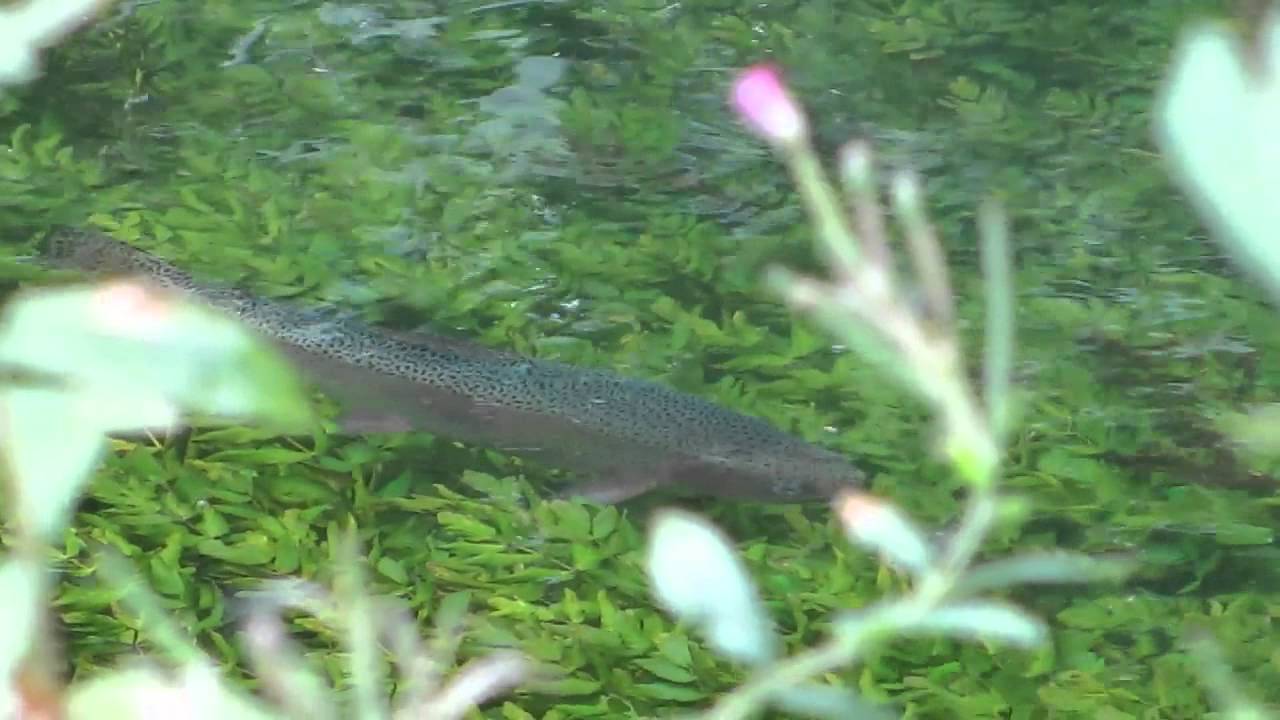 Fly Fishing Fischa-Dagnitz Austria