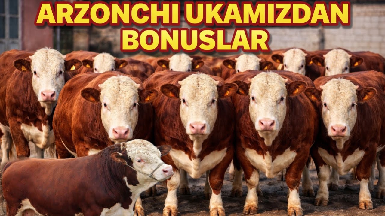 ARZONCHI UKAMIZDAN YANGI BUQALAR KELDI✅✅✅14 марта 2026 г.