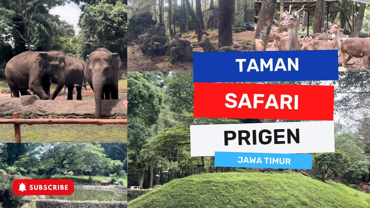 Safari Adventure di The Grand Taman Safari Prigen, Pasuruan, Jawa Timur #tamansafari #prigen #jatim 