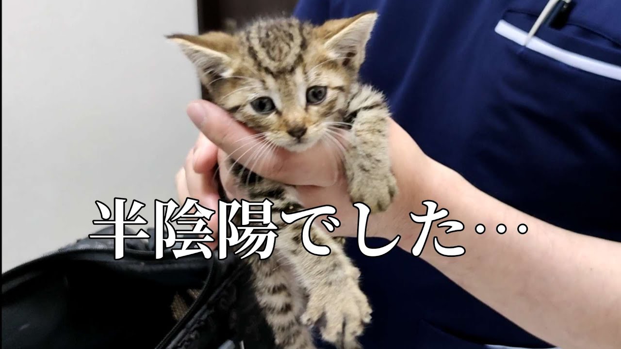 【保護猫】こつぶは女の子?男の子?○○と診断されました。