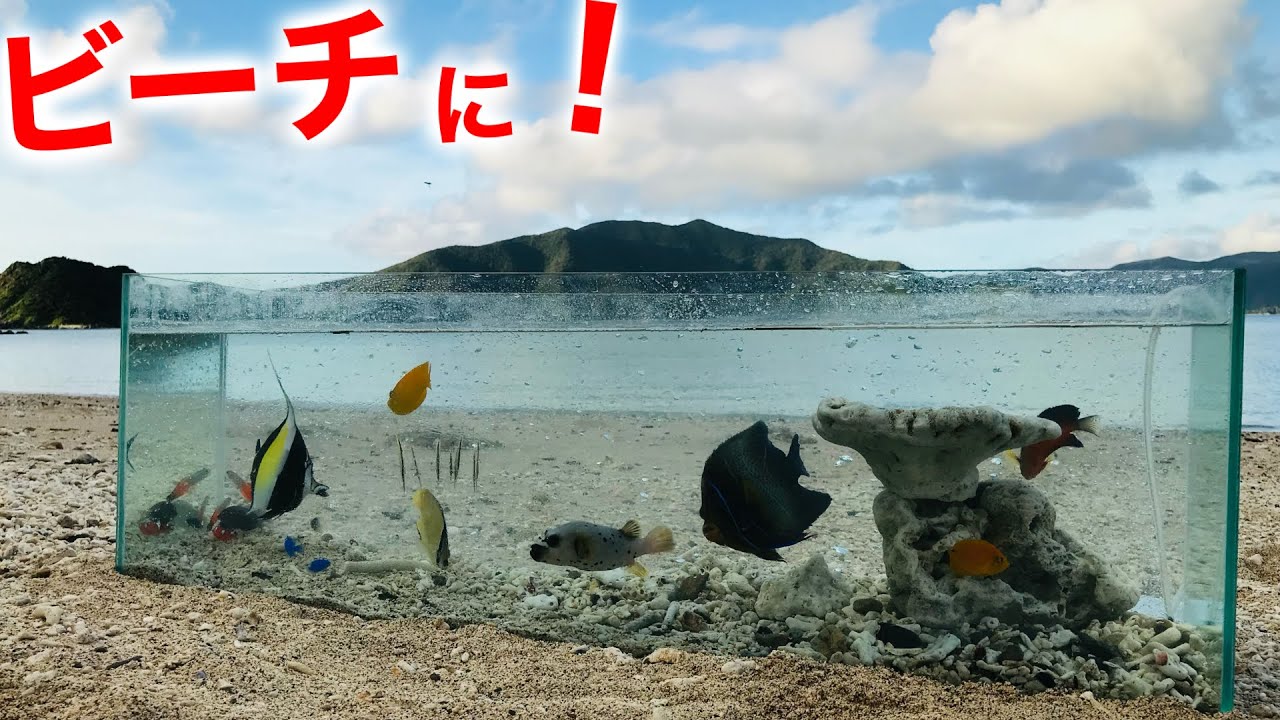 海水魚採集！そして90cm水槽へ！！