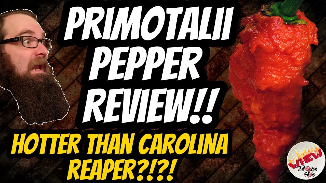 IS THIS PEPPER HOTTER THAN THE CAROLINA REAPER?!?! | PRIMOTALII POD REVIEW!! | EPISODE 50!!