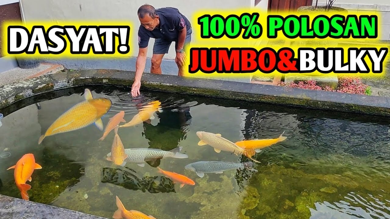 KOLEKSINYA 1 KOLAM POLOSAN JUMBO DAN BULKY APA SIH RAHASIA DAN RESEP PERAWATANNYA #koi #koifish