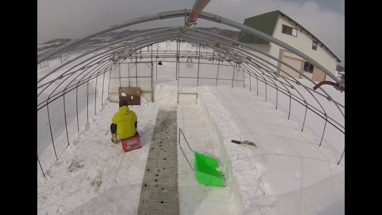 20260217_ハウス雪投げ
