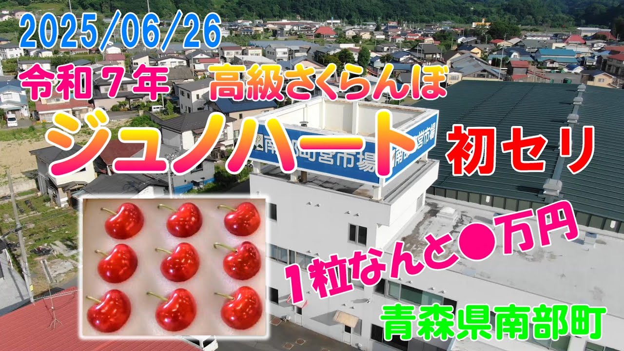 【青森県南部町】2025/06/26 高級さくらんぼ「ジュノハート」初セリ！♥ハートの形のさくらんぼ１粒なんと●万円！