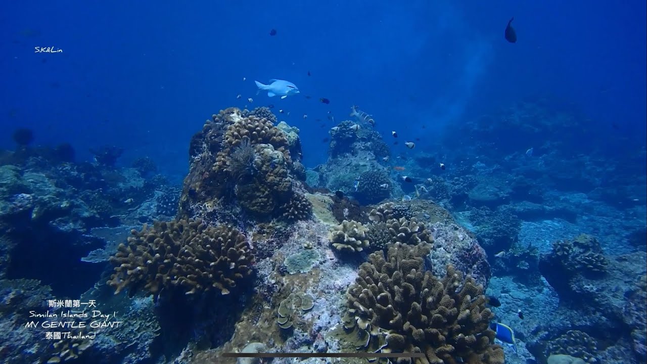 斯米蘭船宿潛水第一天🤿/Similan Islands/MV GENTLE GIANT/泰國Thailand