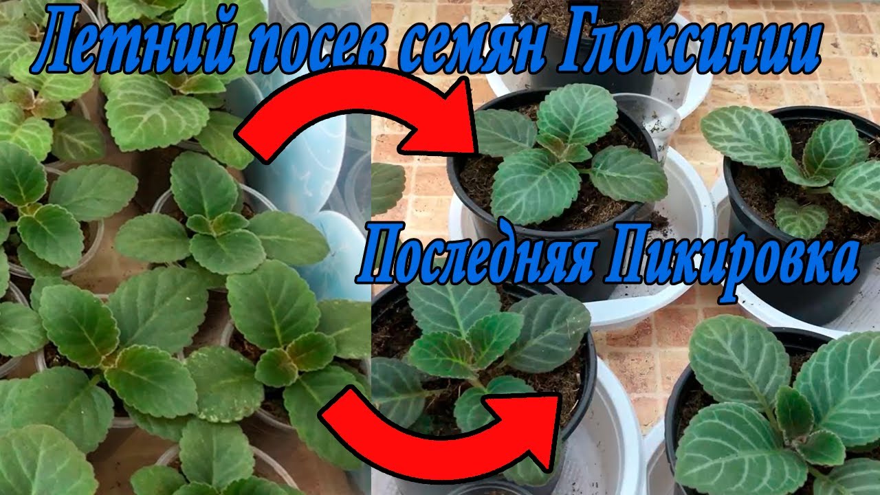 Глоксинии из семян. Летний посев. Последняя пикировка. Куда, как и когда?