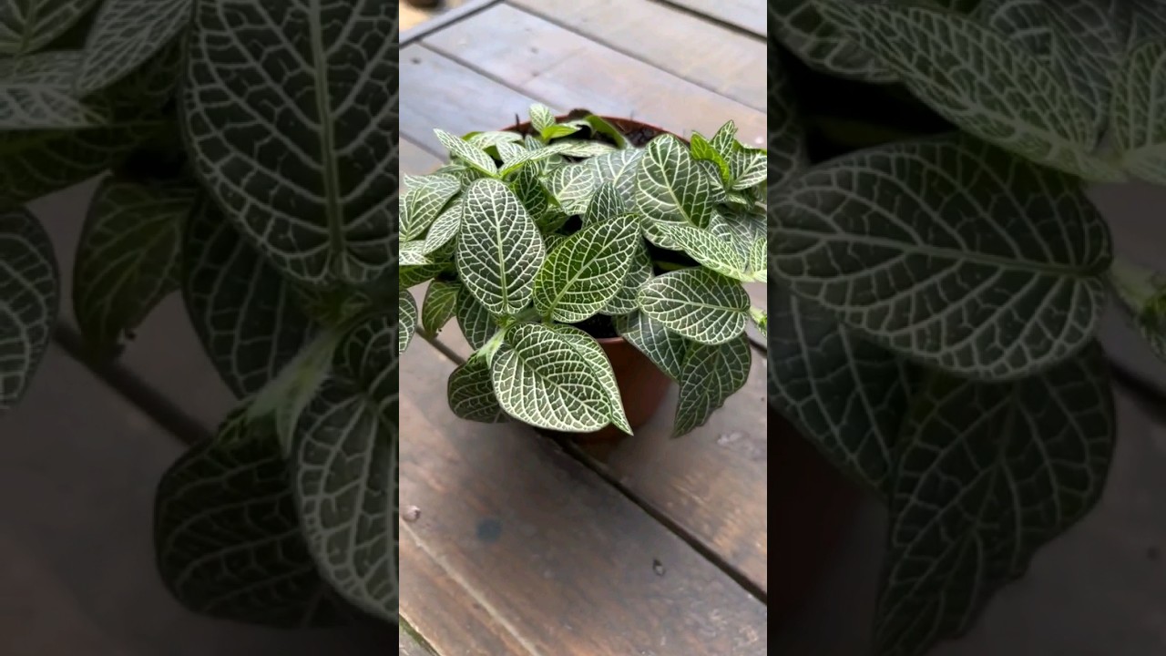 LA FITONIA, HERMOSA. PLANTA QUE PUEDES TENER EN INTERIORES #plantas #plantas #fitonia