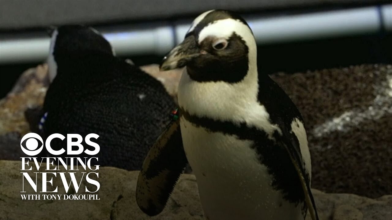 A retirement home for penguins