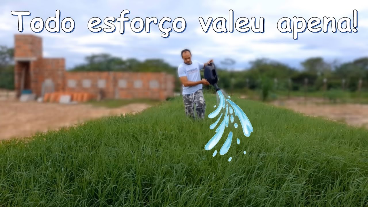 Tifton 85 Irrigado na mão você Ja viu isso? Muita Dedicaçao Para Esse Resultado Sitio do Zero Ep.04
