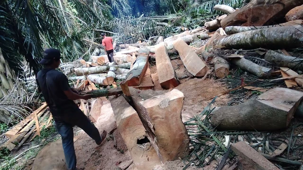 Kayu sengon kering