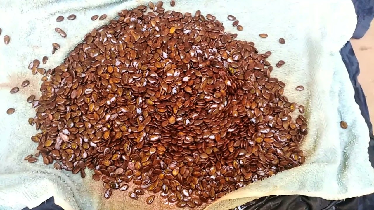 How to break watermelon 🍉 seeds dormancy #Letsgrowtogether #Investorssteps