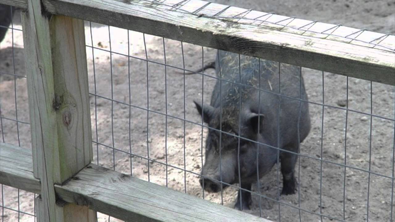 Chuck Swaim with The Dead Air Fresheners  - Verses of Echo (2001) Album