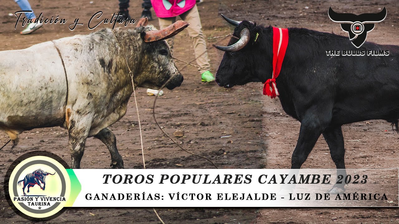 TOROS  POPULARES CAYAMBE 2023 || GANADER&Iacute;AS SR. V&Iacute;CTOR ELEJALDE Y LUZ DE AM&Eacute;RICA|| CAYAMBE - ECUADOR