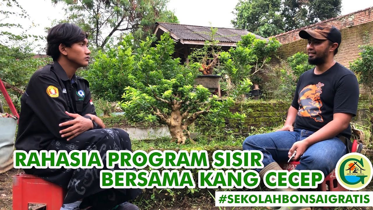 JURUS JITU PROGRAM POHON SISIR|| #SEKOLAHBONSAIGRATIS