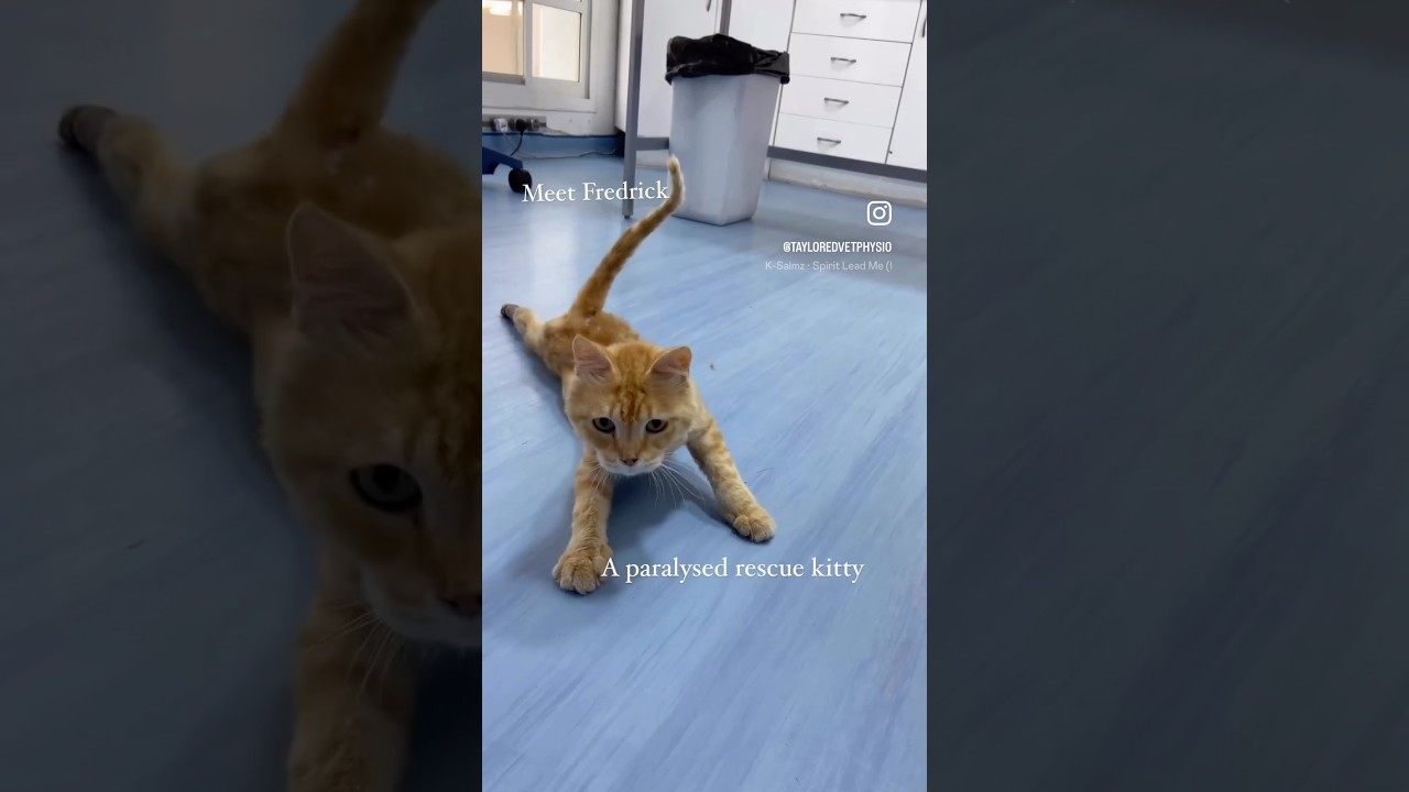 Remarkable paralyzed kittys physiotherapy recovery 😍 #shorts #cat #vetphysio #catphysio #catshorts