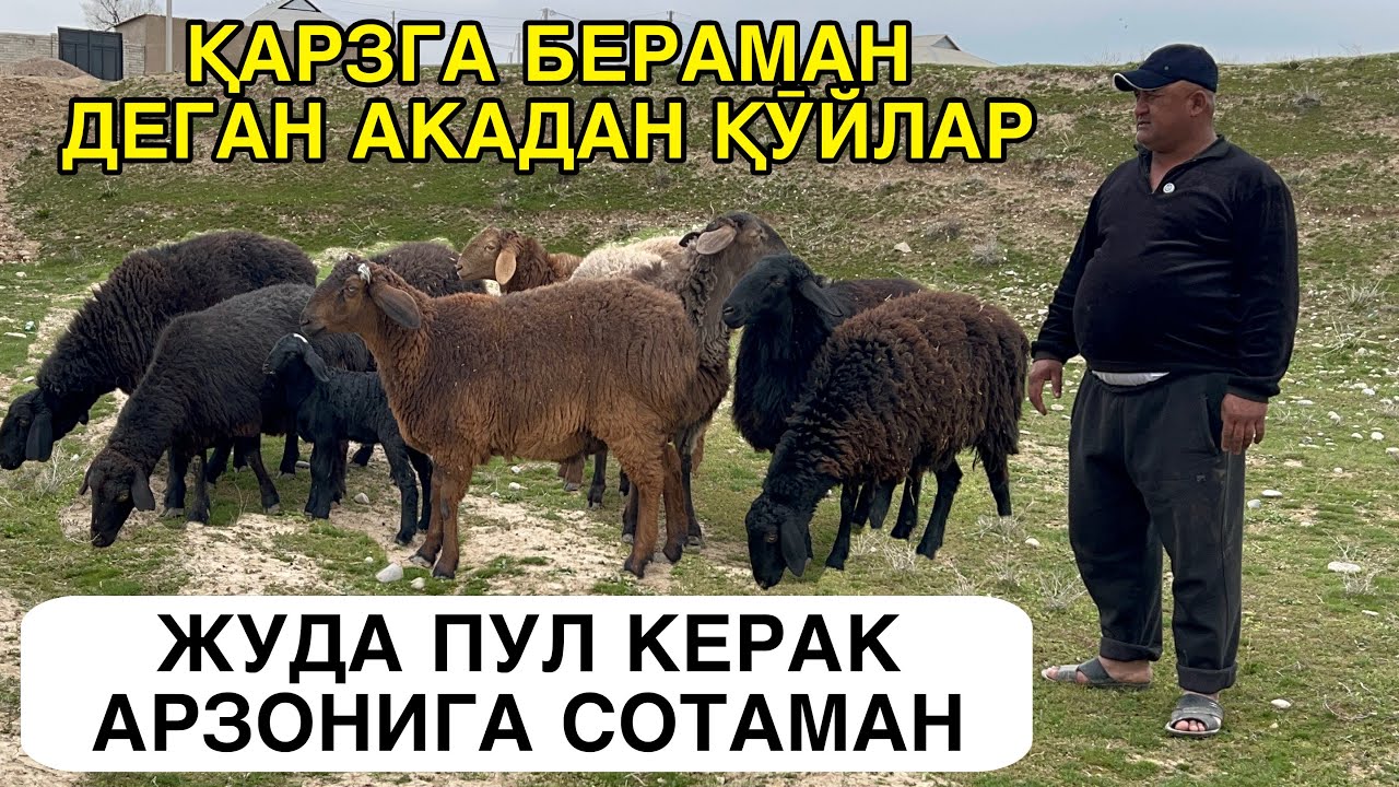 ҚӮЙЛАР СОТИЛАДИ ☎️+998979540478