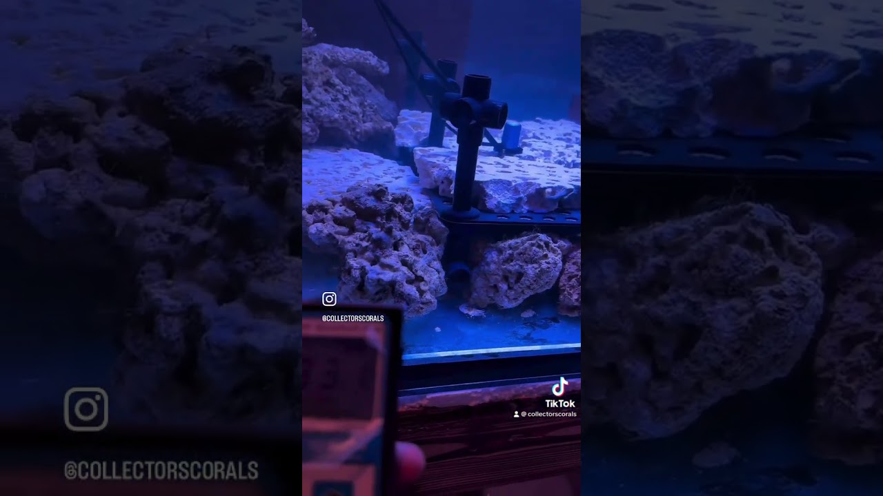 Orphek natura icon par test @OrphekReefAquariumLEDLighting