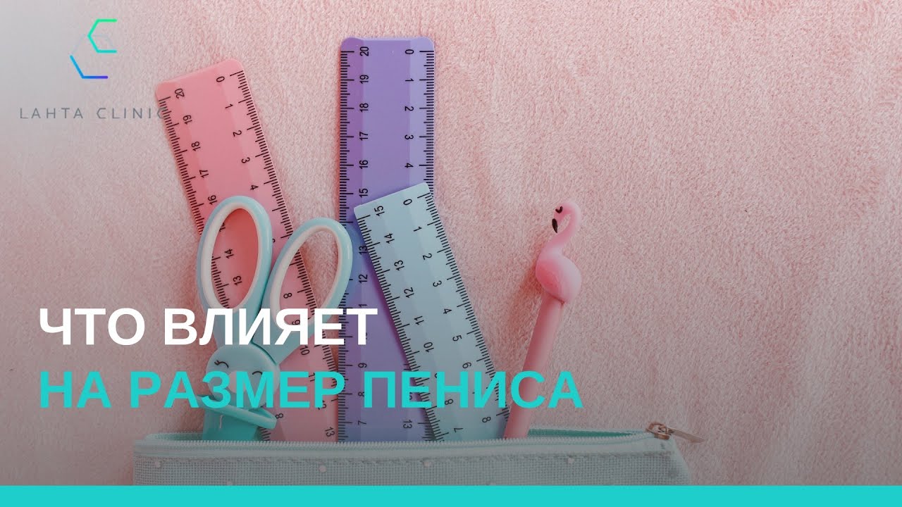 Что влияет на размер пениса?
