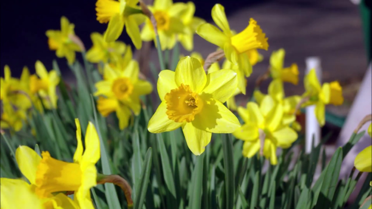 Frühling - Siehe, ich mache alles neu!