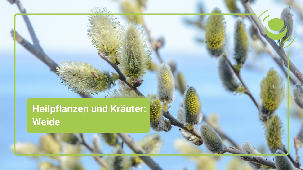Weide – Alles, was du über ihre Wirkung wissen solltest.