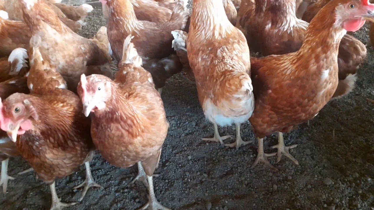 3 Signs of when your layer chickens is about to start laying
