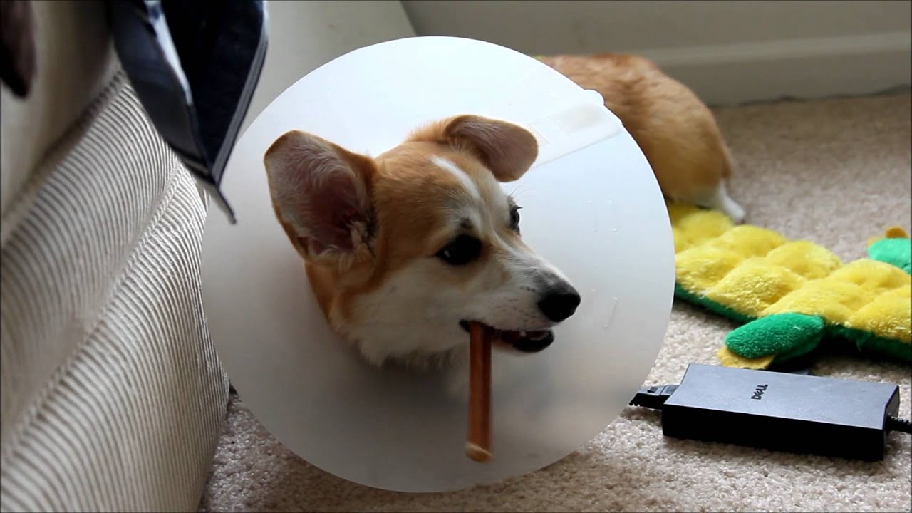 Waffles: A Corgi and His Cone