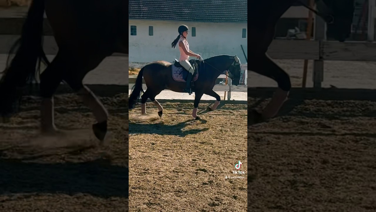 Mein kleiner Spanier !! 😌☺️ #equestrian #fypage #cute #spanier