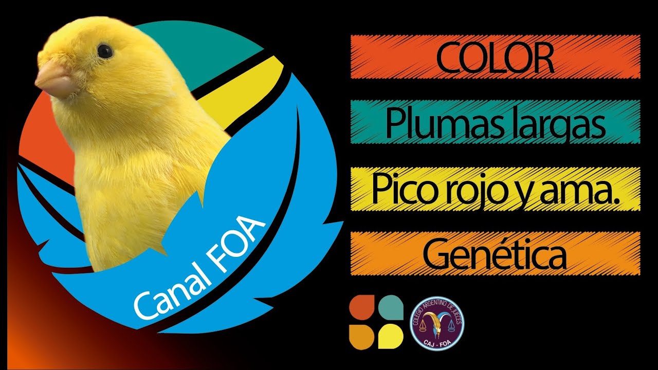Canarios de Color: Charla Nº 12