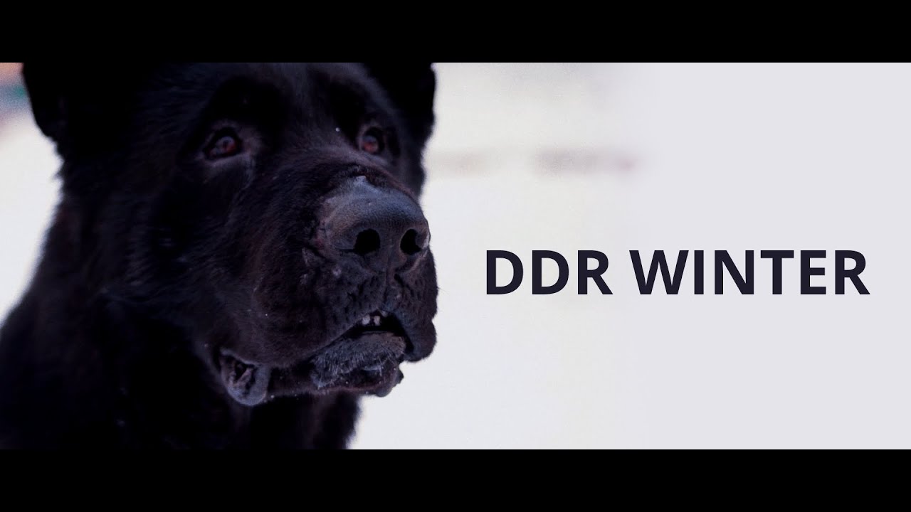 DDR WINTER