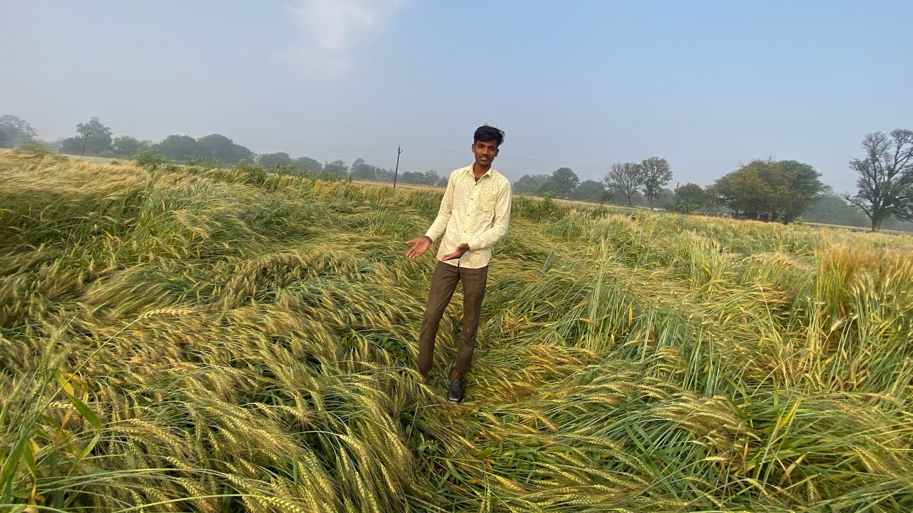 Aaj Gehun 🌾 Sab Kharab Ho Gaye 😲