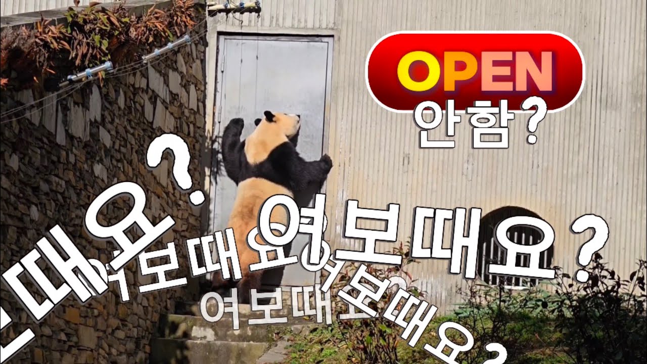 2/24 푸바오실시간 오전(1) 여보때요? 판사육사님 매점오픈하던지 문열어주세요😁😁 