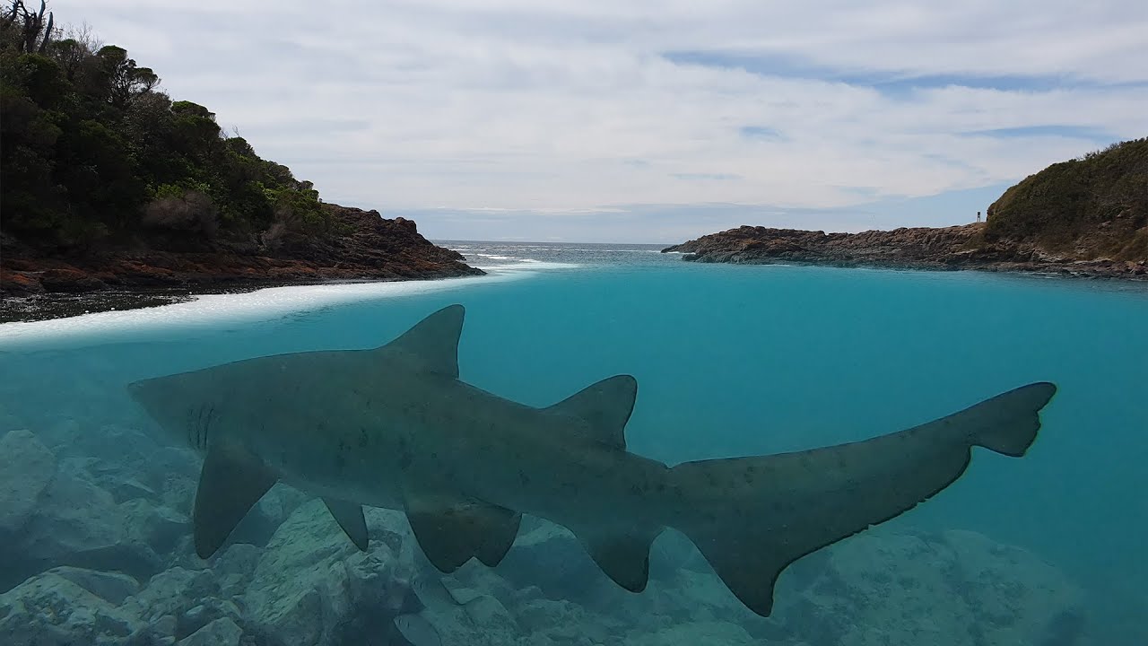 Freediving & Snorkeling with Grey Nurse Shark at Busrangers Bay, Shellharbour.