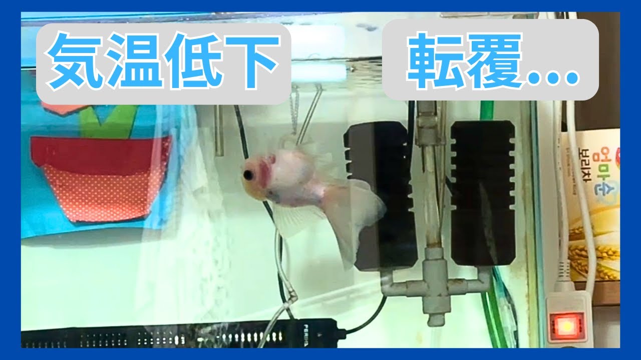 寒さに弱い金魚...長期塩水飼育へ。