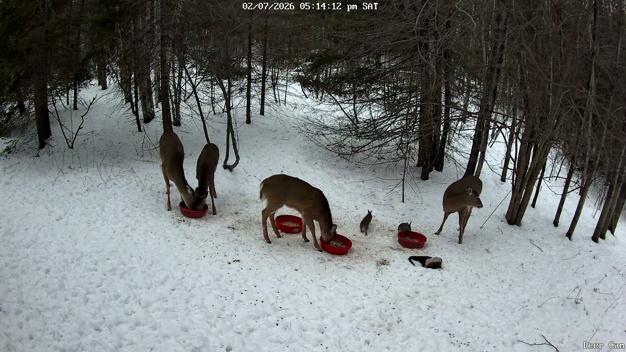 Deer 2-7-2026 5:05 PM