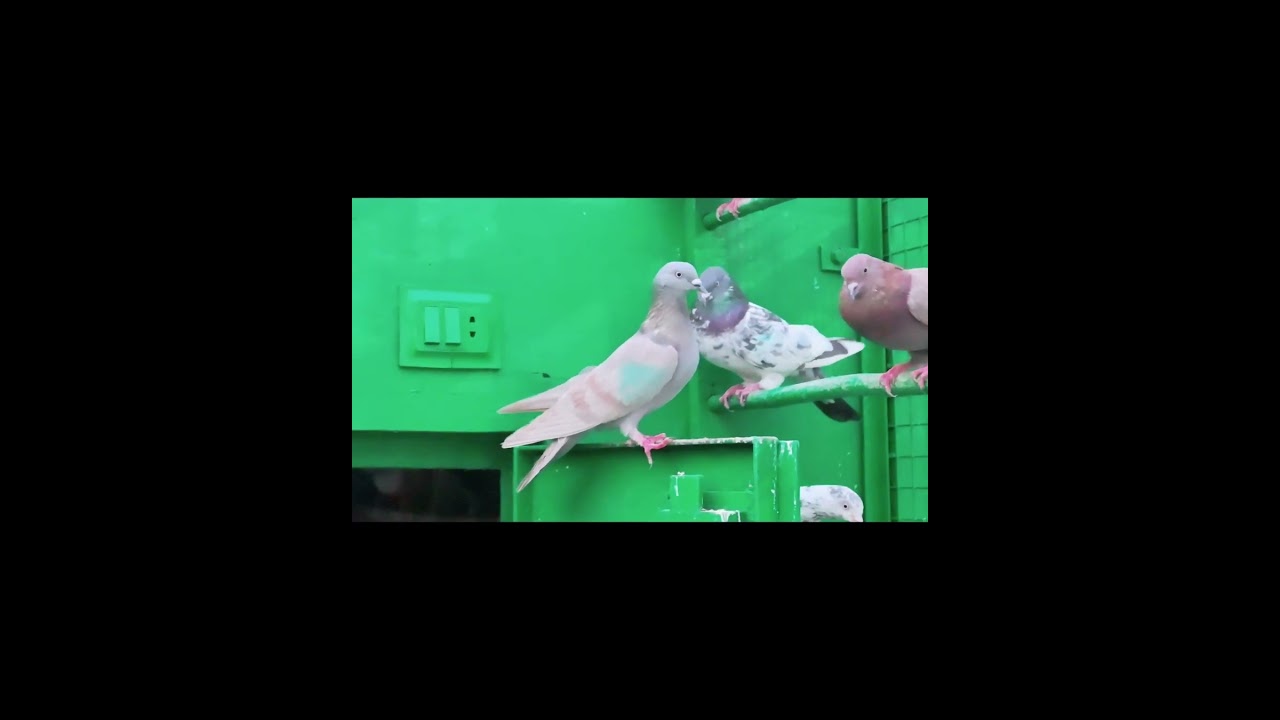 Pigeons 6/ PMH Studio/ #shorts #pigeon