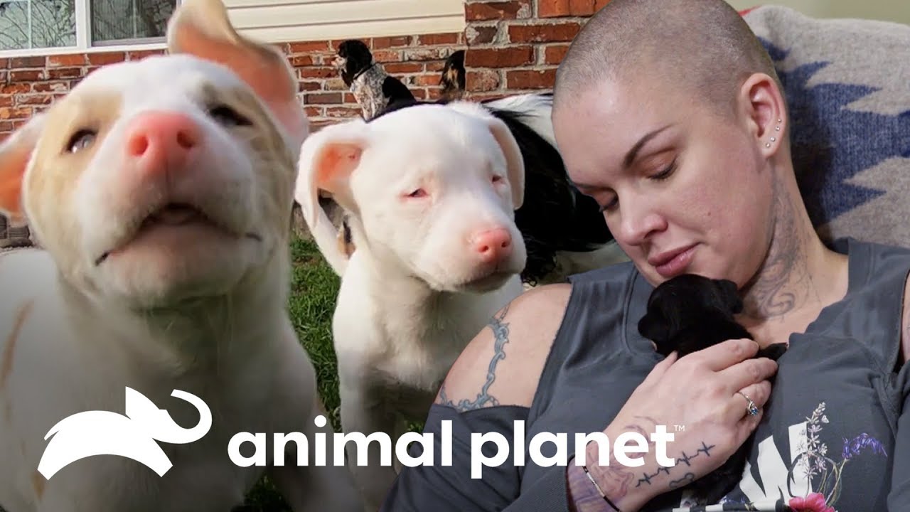 Os filhotes mais fofos | Família ao Resgate | Animal Planet Brasil