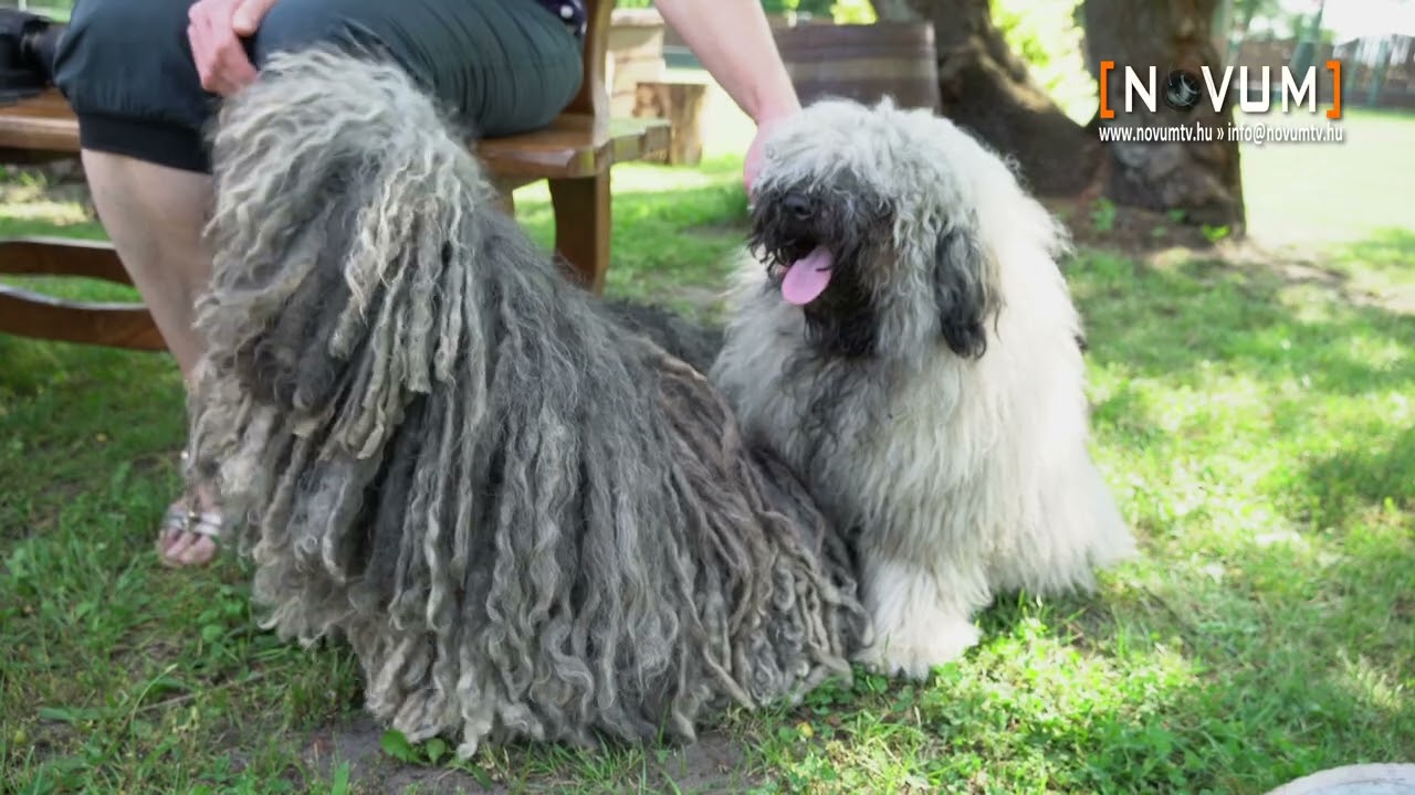 A puli