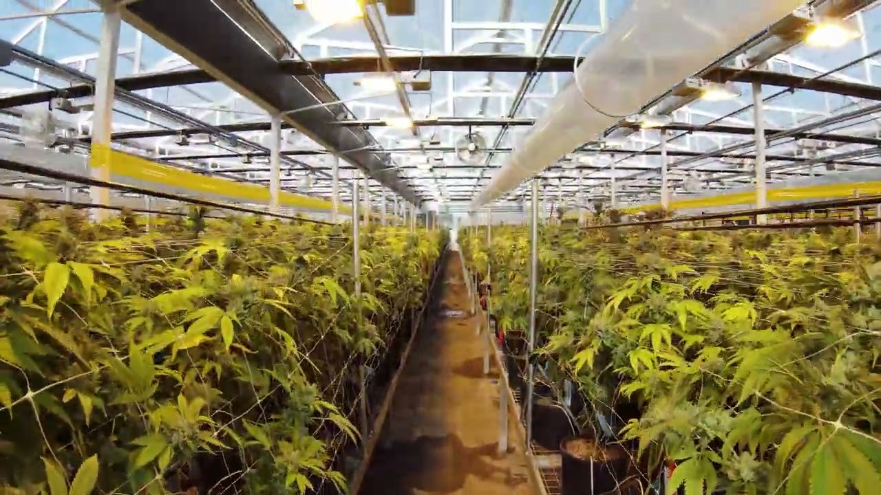 Monterey Kush Co Facility Tour