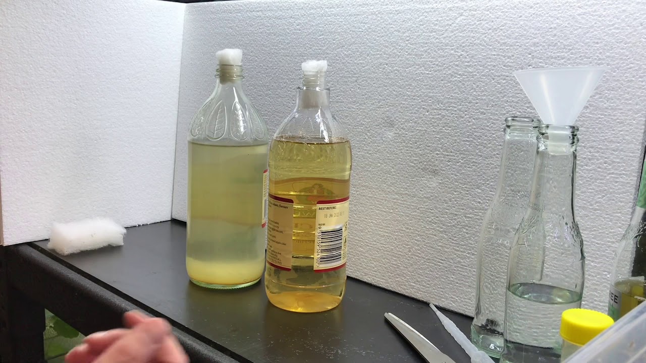 How to culture Vinegar Eels