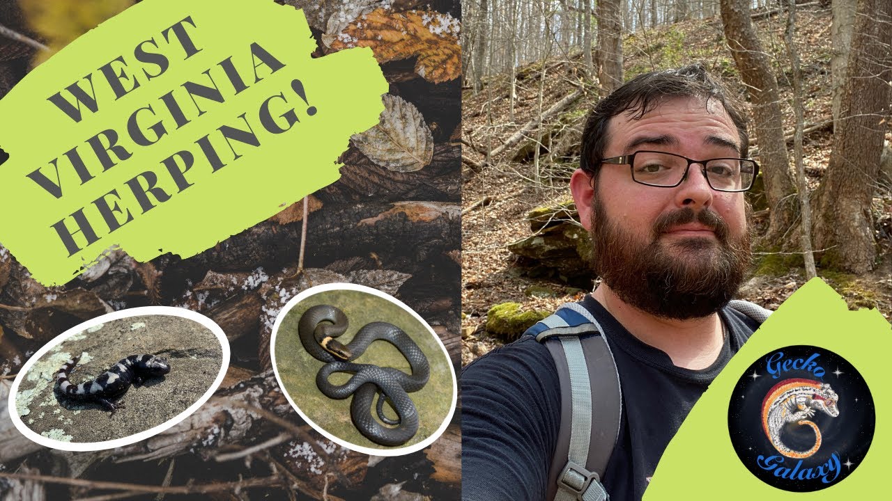 West Virginia Herping: Salamanders Snakes and Lizards!