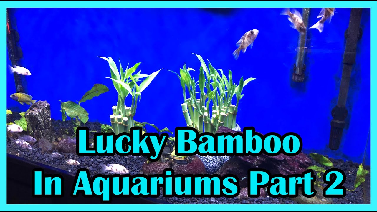 Lucky Bamboo Aquarium Experiment: Part 2