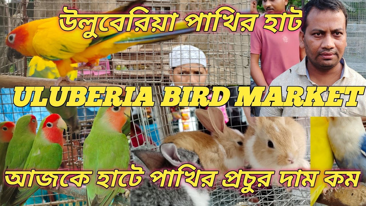 Uluberia Bird market পুজোর আগে পাখির প্রচুর কালেকশন দাম প্রচুর কম