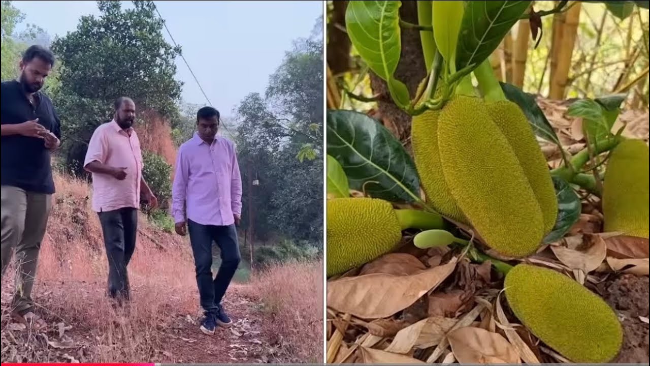पन्नास किलोचे महाफणस! एकाच जागी ८८ प्रकारचे वाण! कमी इनपुट–जास्त आउटपुट! विदर्भ मराठवाड्यासाठी फणस..