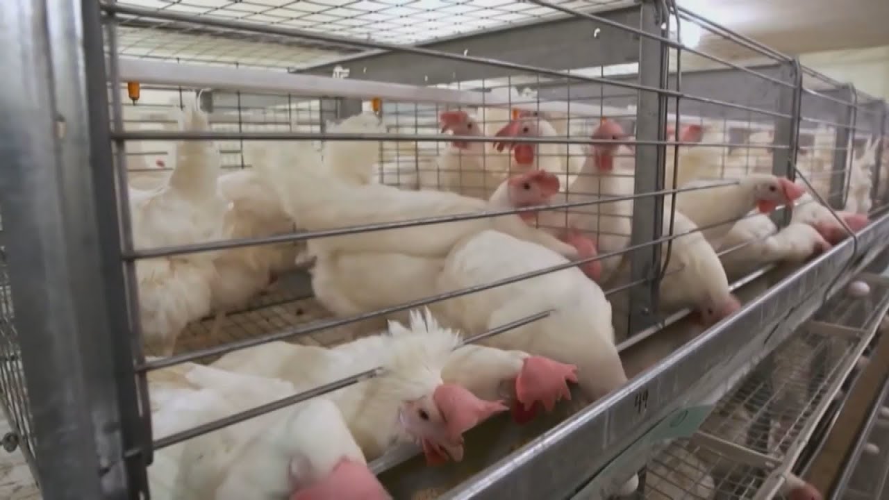 B.C. poultry farmers on edge over avian flu