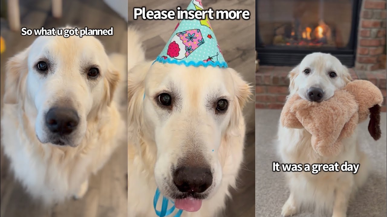 Golden Retriever Celebrates 9th Birthday