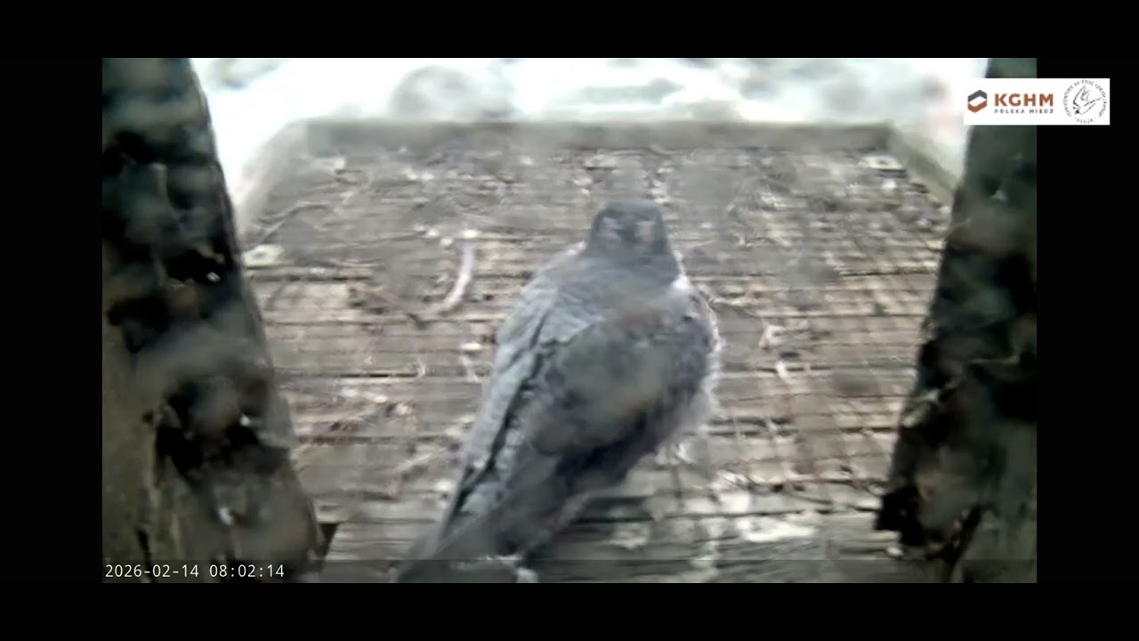 Głogów_KGHM_ 14.02.2026  Luna II długo na podeście. Pilnuje gniazda bo jest ten obcy.