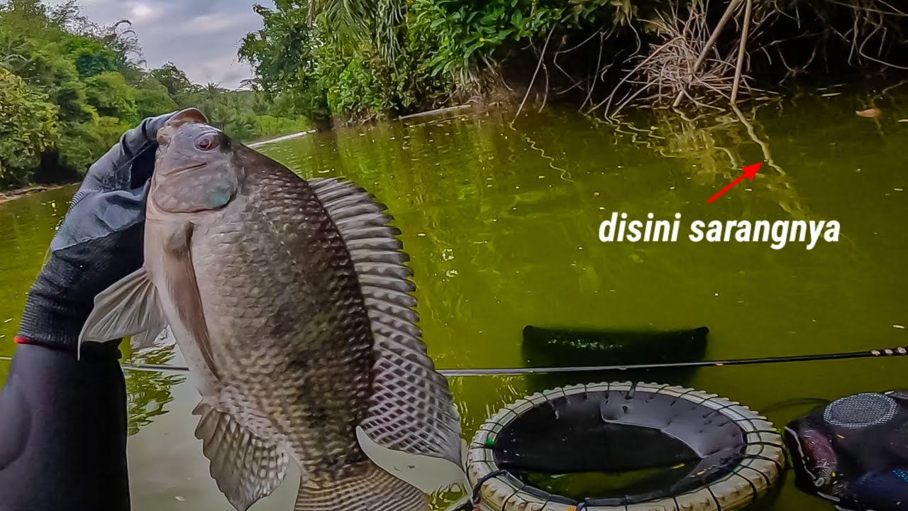 TOP SKOR LAGI‼️ 3 KALI JORANKU DIHAJAR IKAN NILA BABON || mancing ikan nila di waduk lahor malang